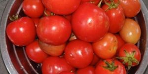 Indian Fresh Tomato
