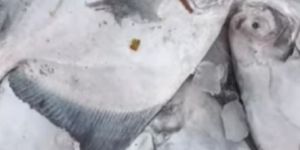 Silver Pomfret