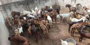 Mix Breed Cutting Goat