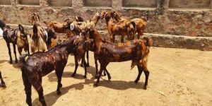 Sirohi Pregnant Bakriya