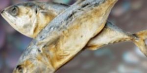 Dry Mackerel Fish