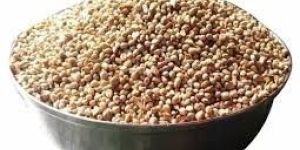 Hybrid Bajra Seed
