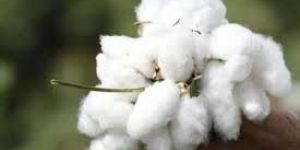 White Raw Cotton
