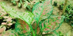 Red Aglaonema Plant