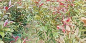 Fresh Black Jamun Fruit