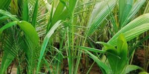 Malaysian Green Dwarf Coconut