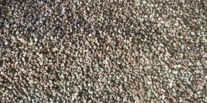 Cashew Nut Shell