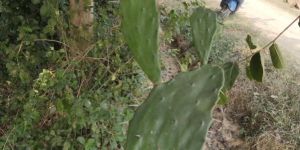 Cactus Plants
