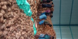 Semi Husked Coconuts