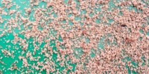 Natural Granular Scrubber