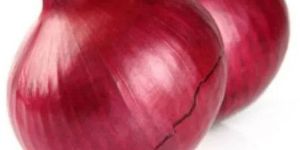 a Grade Big Size Onion