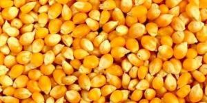Yellow Maize