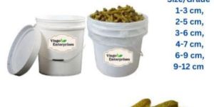 Pickle Gherkins 10 Kg