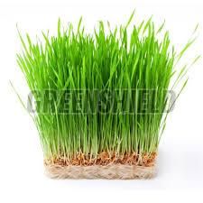 Wheat Grass Powder