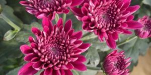 Chrysanthemum Flower