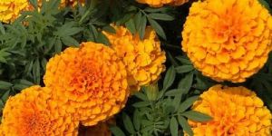 Fresh Marigold Flower