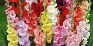 Gladiolus Flower