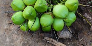 Green Tender Coconut