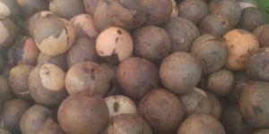 Organic Avocado Seeds