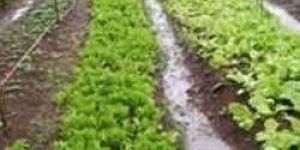 Exotic Vegetables Farming Service