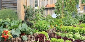 Kitchen Gardening Service