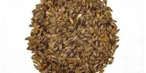 Lettuce Iceberg Seeds