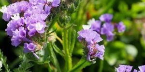 Limonium Plant