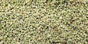 Oregano Seeds