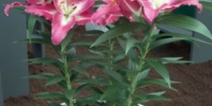 Oriental Lilium Plant