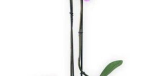 Phalaenopsis Orchids Plant