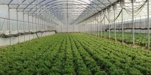 Polyhouse Farming Service