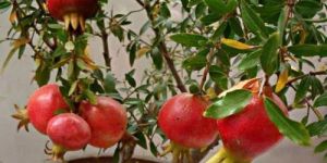 Pomegranate Plant