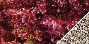 Red Lettuce Seeds
