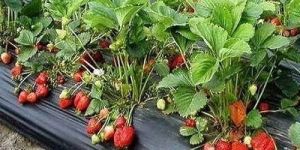 Strawberry Plant