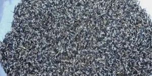 Yellow Marigold Seeds