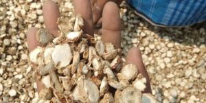 Kapoor Kachri Ginger Lily Hedychium Spicatum