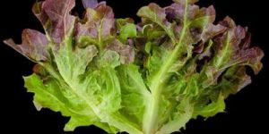 Red Oakleaf Lettuce