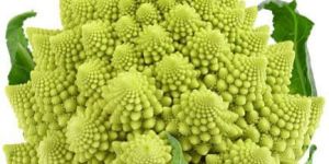 Romanesco Broccoli