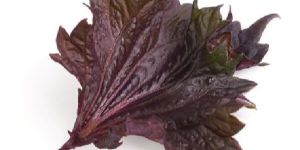 Shiso Red