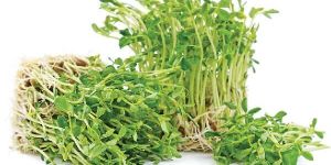Microgreen Peas Shoot