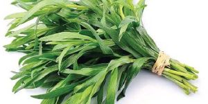 Tarragon Fresh