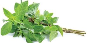 Thai Sweet Basil