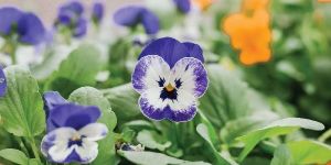Viola Flower Plant