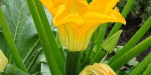 Zucchini Flower