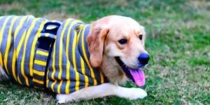 XL Yellow Striped Dog Woolen Sweater