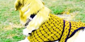 Yellow Striped Dog Woolen Sweaters