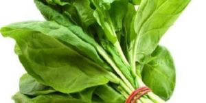 Spinach