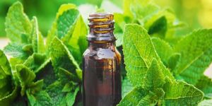 Peppermint Liquid Extract