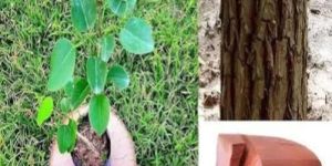 Red Sandalwood Plant