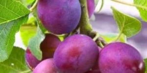 Satluj Purple Plum Plant
